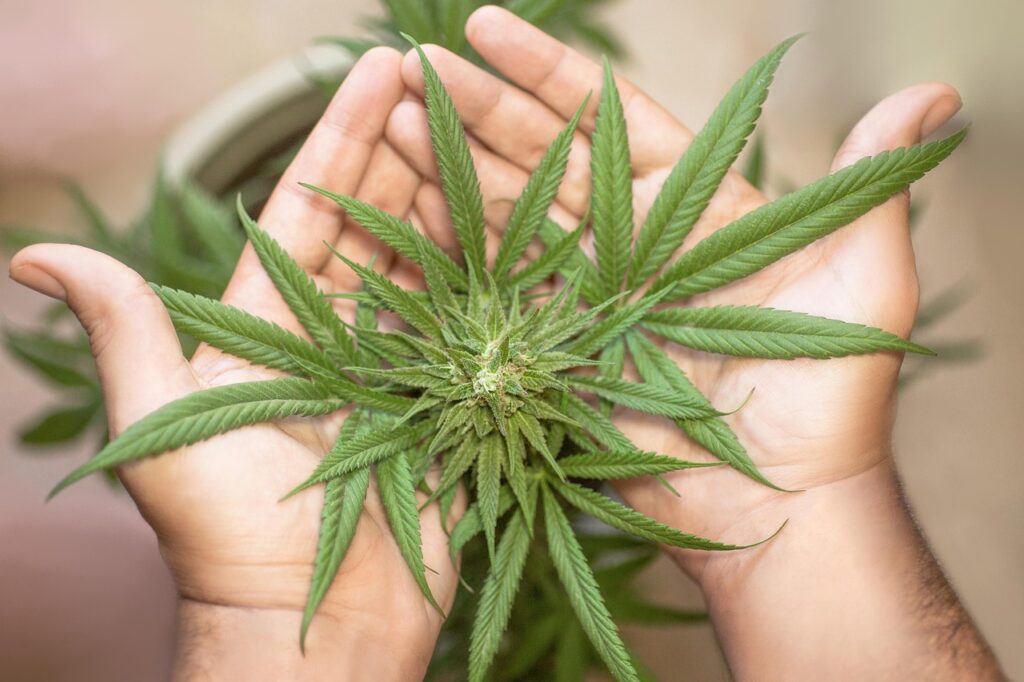 Two hands holding a cannabis plant